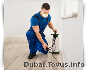 Professional Pest Control & Anti Termite in Abu Dhabi